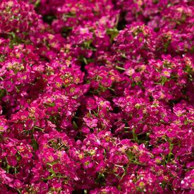 Wonderland Deep Rose, Alyssum